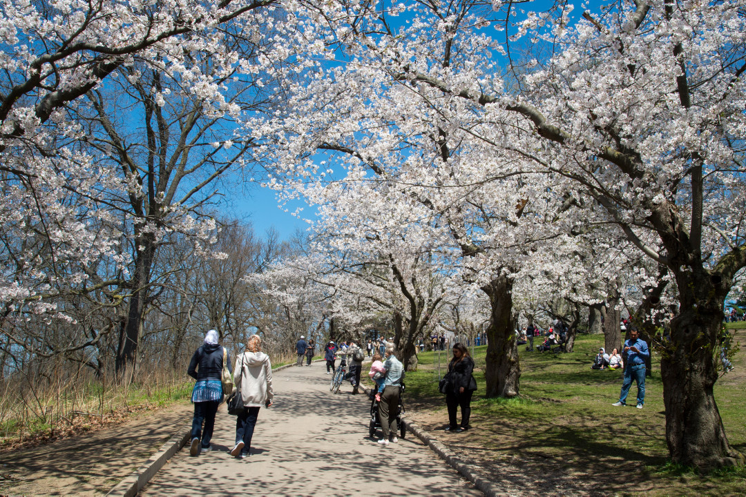 Cherry Blossom Season at Colborne Lodge
